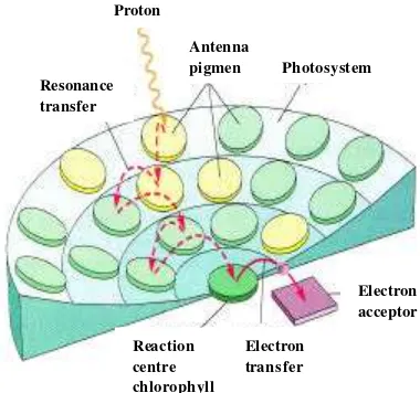 Gambar 6  Transfer energi ke pusat reaksi pada suatu fotosistem (Becker et al. 2000). 