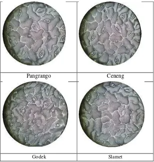 Gambar  8   Jumlah stomata beberapa genotipe kedelai pada cahaya 100% (kontrol) 