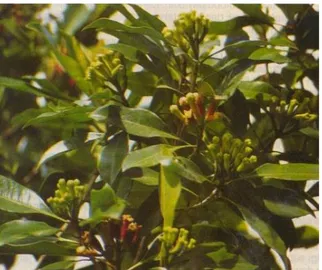 Gambar 2. Tanaman Cengkeh (Syzgium aromaticum) (Widiastuti,  2012) 
