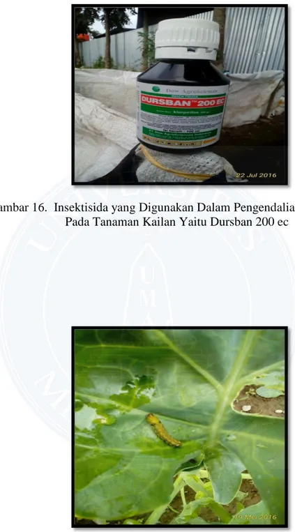 Gambar 16.  Insektisida yang Digunakan Dalam Pengendalian Hama  Pada Tanaman Kailan Yaitu Dursban 200 ec 