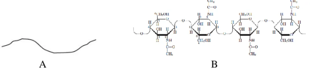 Gambar 1. Struktur polimer rantai lurus (A) (Stevano, 2013) dan struktur kitin               (B) (Nelson et al., 2004) 