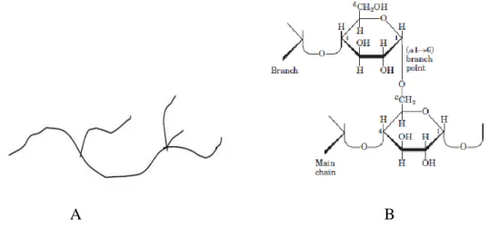Gambar 2. Struktur polimer rantai bercabang (A) (Stevano, 2013) dan struktur                amilopektin (B) (Nelson et al., 2004) 