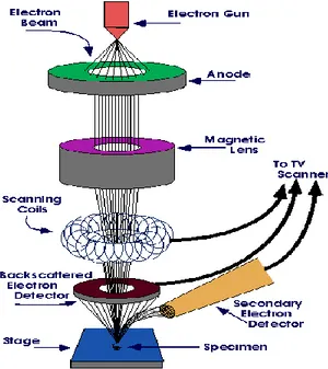 Gambar 11. Skema alat Scanning Electron Microscope (Ayyad, 2011). 