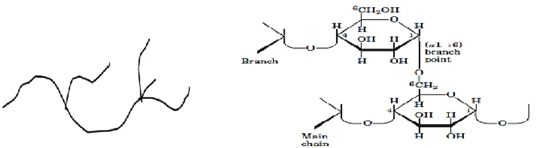 Gambar 2. Struktur polimer bercabang (Amilopektin) (Lehninger, 2004). 