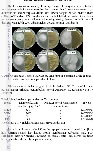 Gambar 3 Tampilan koloni Fusarium sp. yang tumbuh bersama bakteri endofit 