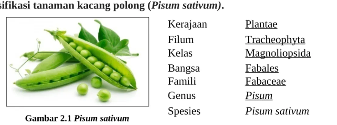 Gambar 2.1 Pisum sativum