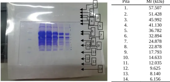 Gambar 5.4. Hasil SDS PAGE Spectra Multicolor Low Range Protein Ladder 