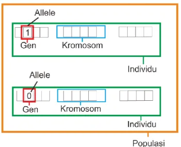 Gambar 3 Ilustrasi perbedaan antara allele, gen, kromosom dan individu 
