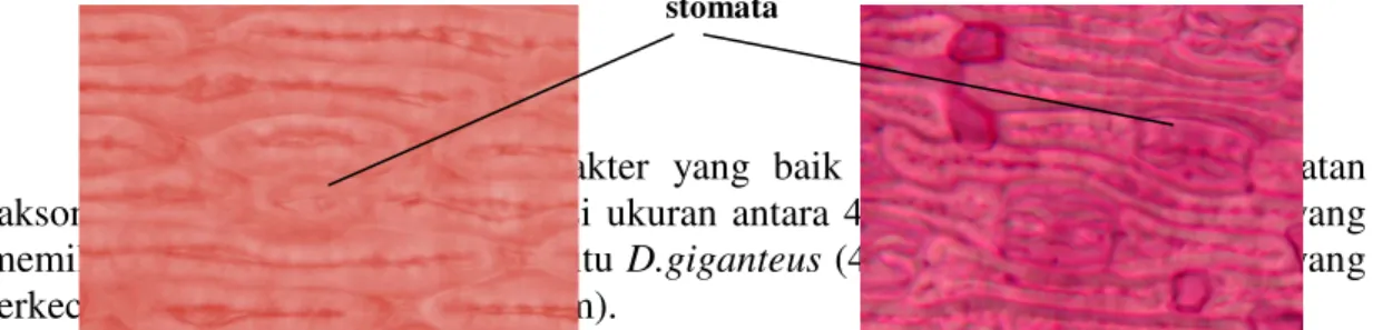 Gambar 12. Stomata bambu : (a) berpapilla, pada S.brachycladum;  