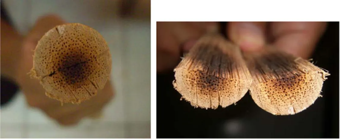 Gambar 1. Bagian tengah rotan yang hangus terbakar  Figure 1. Burned marks found in the center of rattan cane 