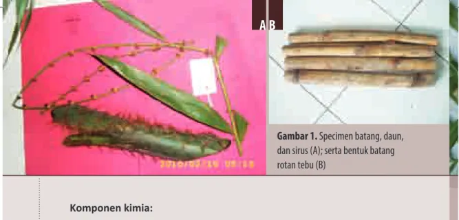 Gambar 1. Specimen batang, daun,  dan sirus (A); serta bentuk batang  rotan tebu (B)