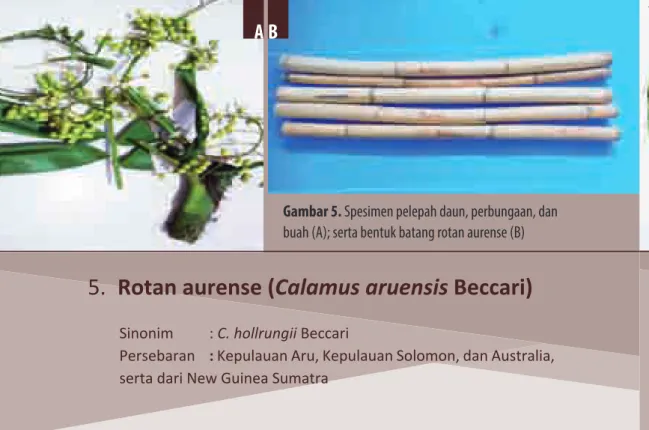 Gambar 5. Spesimen pelepah daun, perbungaan, dan  buah (A); serta bentuk batang rotan aurense (B)