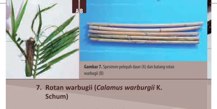 Gambar 7. Spesimen pelepah daun (A) dan batang rotan  warbugii (B)
