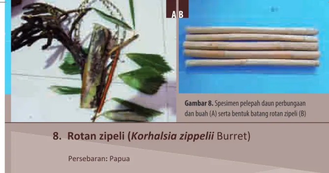 Gambar 8. Spesimen pelepah daun perbungaan  dan buah (A) serta bentuk batang rotan zipeli (B)