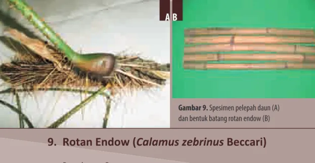 Gambar 9. Spesimen pelepah daun (A)  dan bentuk batang rotan endow (B)
