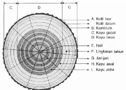 Gambar 2.1. Bagian-bagian kayu (Dumandauw J.F, 1982) 