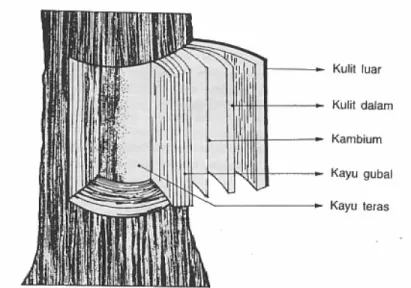 Gambar 2.2. Letak Kambium (Dumandauw J.F, 1982) 