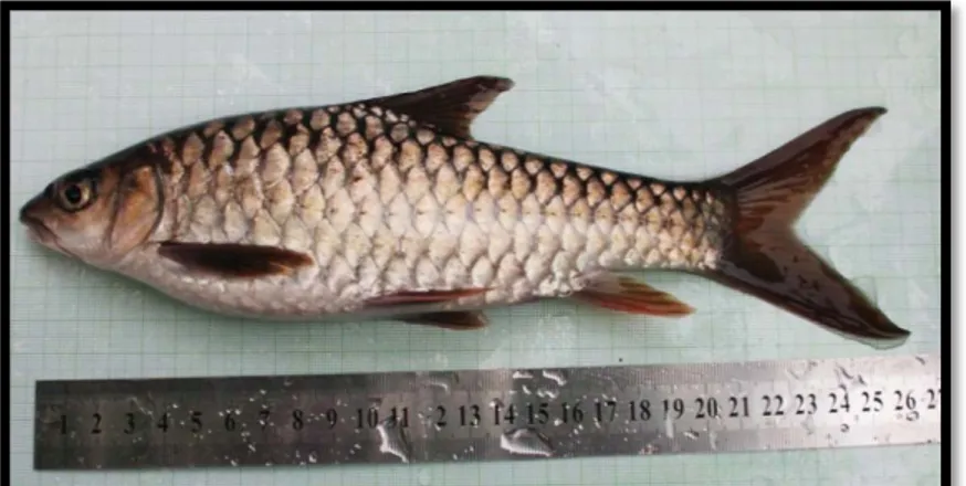 Gambar 1. Ikan Jurung (Tor spp.) di Perairan Sungai Bahorok 