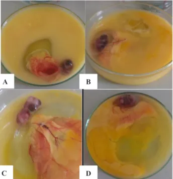 Gambar 1.  Kontrol negatif telur ayam berembrio (TAB) specific  pathogen  free  (SPF), terlihat bahwa embrio tidak  mengalami lesi.