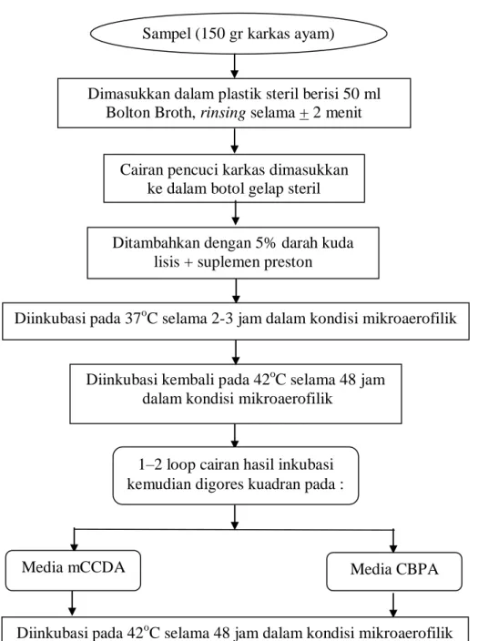 Gambar  3.  Diagram  Alir  Persiapan  Sampel  dan  Isolasi  C.  jejuni  dengan  Metode Modifikasi I BAM 2001 