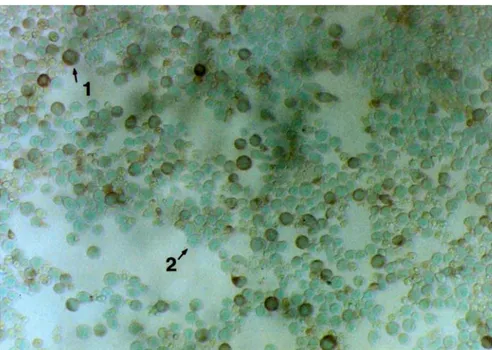 Gambar 1: Deteksi antigen CAV dengan uji immunoperoxidase (ipx) memakai kit TropBio  Australia 