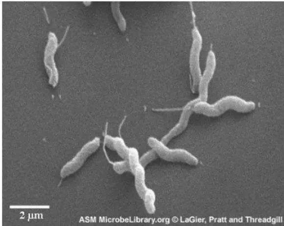 Gambar 1. Sel Campylobacter jejuni 