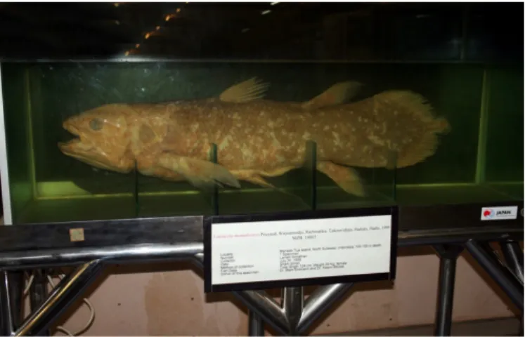 Gambar 8. Koleksi ikan fosil hidup/coelacanth yang kemunculannya telah jutaan tahun lalu,  ditemukan di perairan Sulawesi Utara tahun 1998 (Sumber: Dokumen Deni Sutrisna, 2011).