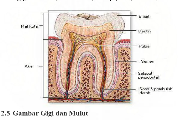 Gambar 2.5 Gambar Gigi dan Mulut 