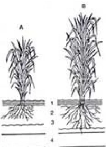 Gambar 5. Perbandingan antara tanaman padi  yang baik B dan A yang kurang baik 
