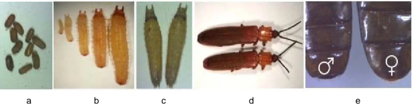 Gambar 1.  Stadia perkembangan hama Brontispa longissima var. longissima Gestro (a) telur, (b) larva, (c) pupa, (d) imago dan    (e) bagian ujung abdomen jantan dan betina