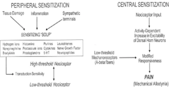 Gambar 8.  Mekanisme sensitisasi perifer dan sensitisasi sentral 68 . 