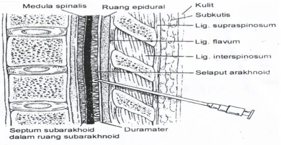 Gambar 2. Potongan sagital vertebra lumbal (Mansjur, 2000).