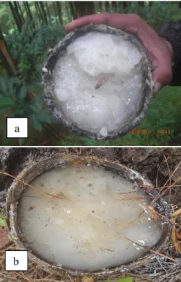 Gambar 1. Warna Kualitas Getah Pinus (a) Mutu A       (b) Mutu B 