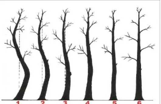Gambar 5.  Sketsa kelurusan  batang pohon