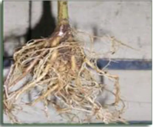 Gambar 6 : Pembentukan akar  tunjang tanaman JUN pada usia 3 Bulan 