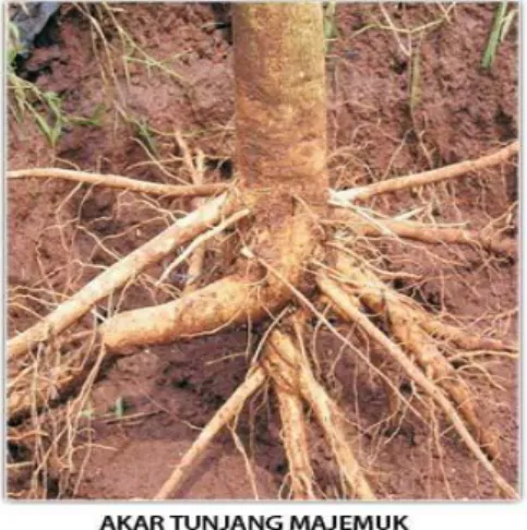 Gambar 2 :   Ilustrasi Perhitungan Kubikasi  Pohon Jati JUN Usia 5 Tahun  Gambar 1 :  Akar Tunjang Majemuk JUN 