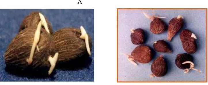 Gambar 3. Kecambah normal (A) dan kecambah abnormal (B) kelapa sawit 