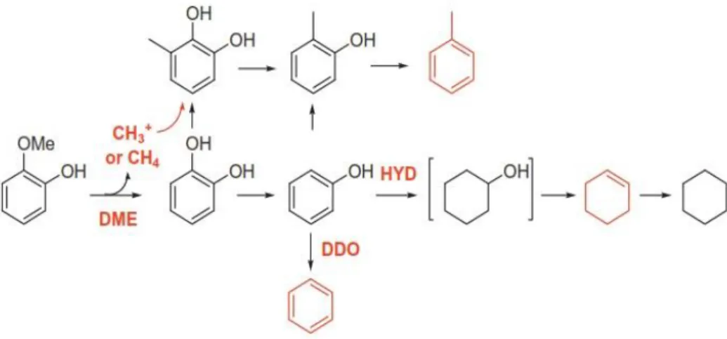 Gambar 4. Mekanisme Reaksi HDO Guaiacol [25] 