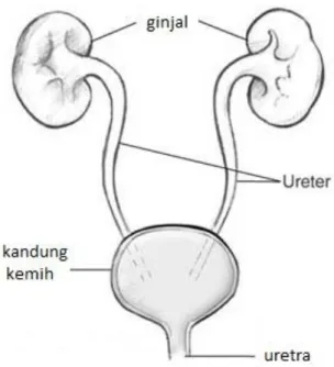 Gambar 1. Anatomi Ginjal 