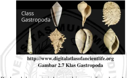 Gambar 2.7 Klas Gastropoda 