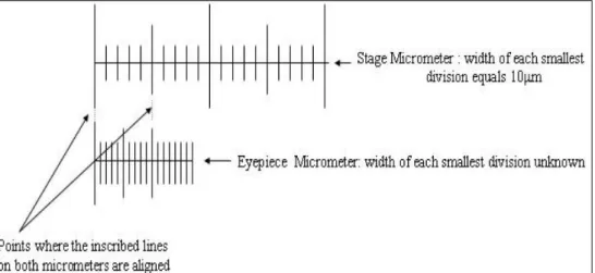 Gambar 2. Tampilan alignment mikrometer okuler (eyepiece micrometer) terhadap mikrometer  obyektif (stage micrometer) di bawah mikroskop