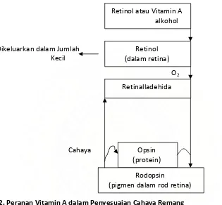 Gambar. 2.2. Peranan Vitamin A dalam Penyesuaian Cahaya Remang 