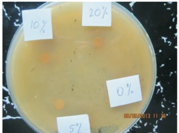 Gambar 2. Zona hambat pertumbuhan bakteri  Staphylococcusaureussetelah ditetesi larutan  daun beluntas  dengan konsentrasi 5%, 10%, 