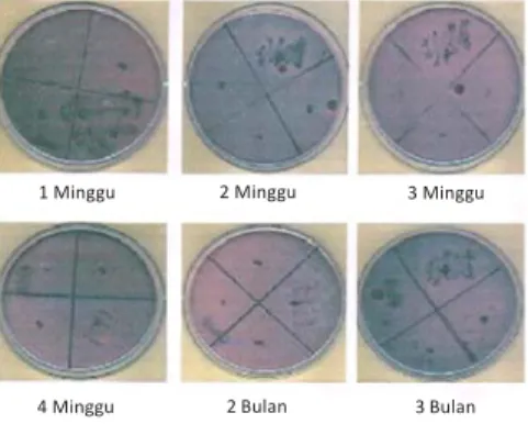 Gambar 4. Koloni Candida albicans selama 1 minggu, 2 minggu, 3 minggu, 4 minggu, 2 bulan, dan 3 bulan.