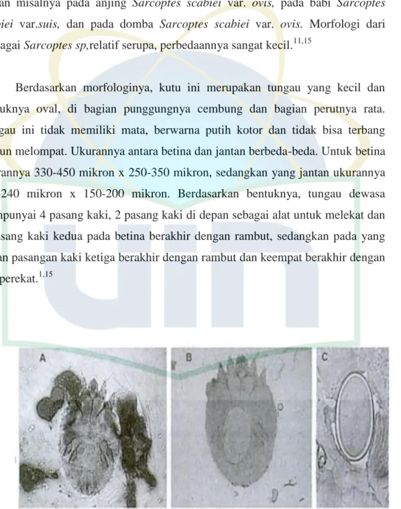 Gambar 2.1 Morfologi Sarcoptes scabiei: A. Jantan; B. Betina; C.Telur  (sumber: www.dpd.cdc.gov/dpdx/HTML/Scabies.htm) 