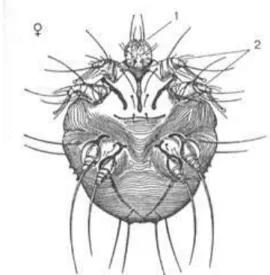 Gambar 3. Morfologi Sarcoptes Scabiei (Siregar, 2005) 