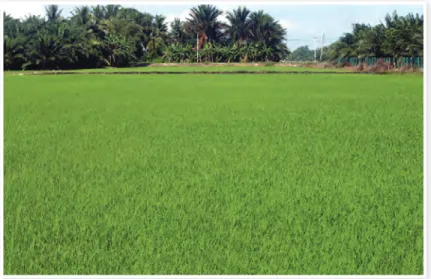 Gambar 2.1  Persawahan padi