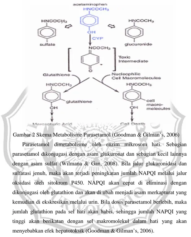 Gambar 2 Skema Metabolisme Parasetamol (Goodman &amp; Gilman’s, 2006)  Parasetamol dimetabolisme  oleh enzim mikrosom hati