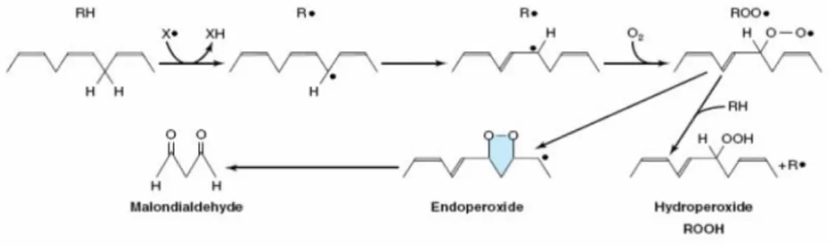 Gambar 2. Proses pembentukan Malondialdehid (Murray, 2012)  Uji  TBARs  (thiobarbituric  acid  reactive  substances),  merupakan  salah  satu  uji  yang  paling  lama  dan  paling  sering  digunakan  untuk  mengukur  proses  peroksidasi  lipid  asam  lemak