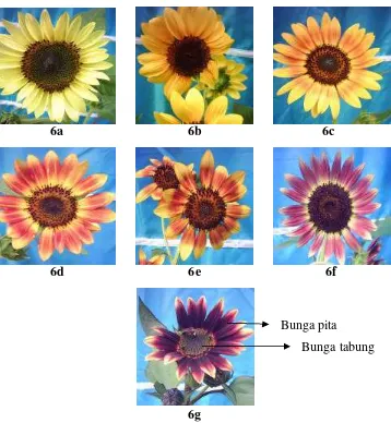 Gambar 6. Variasi Warna Bunga yang Dihasilkan Varietas Sunburst  